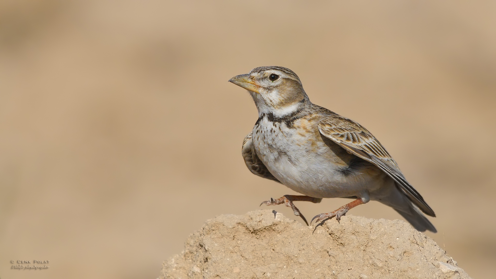 Calandra Lark